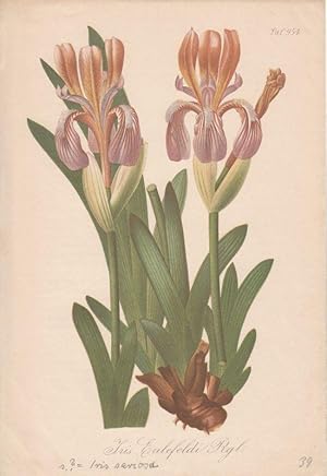 Iris Eulefeldi Rgl. Chromolithographie Taf. 954 aus Gartenflora. Zeitschrift für Garten- und Blum...