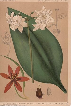 Eucharis Lehmanni Rgl. - Tulipa Dammani Rgl- Chromolithographie Taf. 1300 aus Gartenflora. Zeitsc...