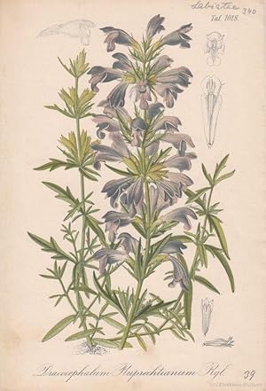 Dracocephalum Ruprechtianum. Rgl. Chromolithographie Taf. 1018 aus Gartenflora. Zeitschrift für G...