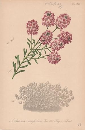 Aethionema coridifolium. Chromolithographie Taf.1150 aus Gartenflora. Zeitschrift für Garten- und...