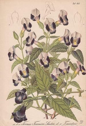 Torenia Fournieri Linden. d. e. tasiatica. Chromolithographie Taf. 927 us: Gartenflora. Zeitschri...