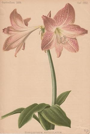 Hippeastrum Reticulatum. Chromolithographie Taf. 1297 aus: Gartenflora. Zeitschrift für Garten- u...