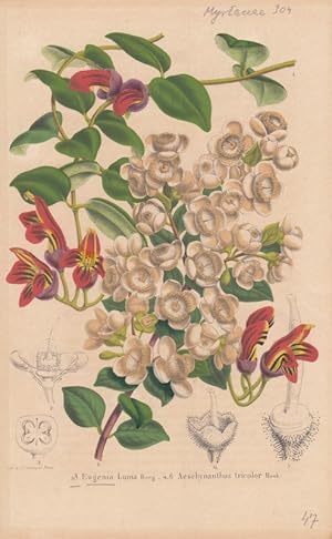 Seller image for 1-3 Eugenia Luma Berb.- 4-6 Aeschynanthus tricolor Hook. Kolorierte Lithographie aus: La Belgique horticole. for sale by Antiquariat Bcheretage