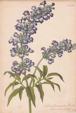 Salvia farinacea, Benth. (Haage & Schmidt publ.) Chromolithographie Taf. 1002 aus: Gartenflora. Z...