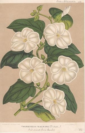 Seller image for Thunbergia Fragrans. Kol. Lithographie v. L. Stroobant aus: L'illustration horticole rd. par Ch. Lemaire. for sale by Antiquariat Bcheretage