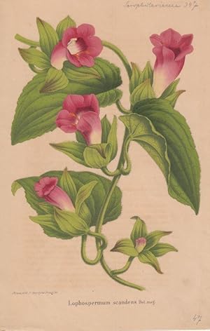 Bild des Verkufers fr Lophospermum scandens. Bot. mag. Kolorierte Lithographie aus: La Belgique horticole. zum Verkauf von Antiquariat Bcheretage