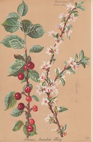 Prunus tomentosa Thbrg. Chromolithographie aus Gartenflora. Zeitschrift für Garten- und Blumenkunde.