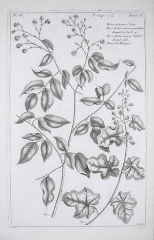 Rubus moluccanus. Linn, .