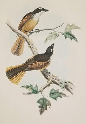 Rhipidura Fuscoruea, Sclater. [Timor-haut Fantail Flycatcher].