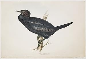 Little Cormorant. Carbo pygmaeus; (Temm).