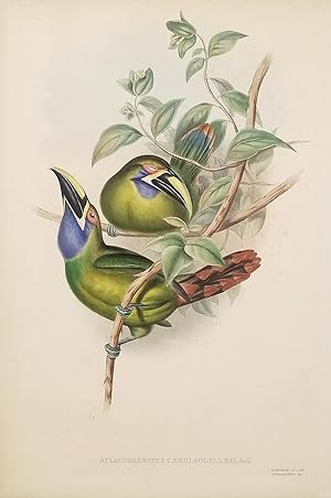 Aulacorhamphus Caeruleogularis, Gould. [Blue-throated Groove-bill].