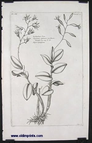 Epidendrum. Linn, Angroecum septimum.