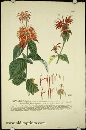 Monarda floribus capitatis et verticillatis.