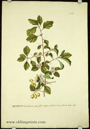 Mespilus Caroliniana, apii folio vulgari similis, maior, fructu luteo.