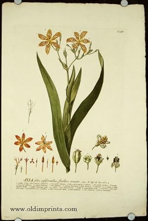 Ixia foliis ensiformibus, floribus remotis. [ANTIQUE BOTANICAL]