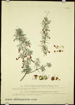 Lycium foliis linearbus, flore fructuque minori. Lycium foliis linearibus, flore fructuque majori.