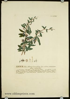 Lycium foliis oblongo-lanceolatis fine ordine, ramorum spinis rarioribus.