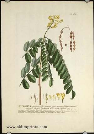 Sophora arborescens, foliis pinnatis, pinnis numerosissimis ovatis villofis, caule simplici, legu...