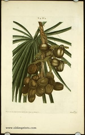 Untitled botanical print of dates.