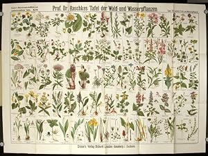 9,8x6,69 wall or shelf decoration Antique botanical print of flora in the adriatic seas 1896 original colour lithograph size ca