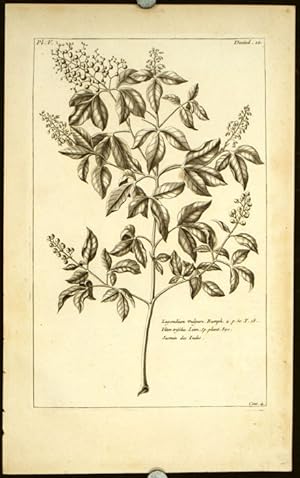 Lagondium vulgare. Rumph.