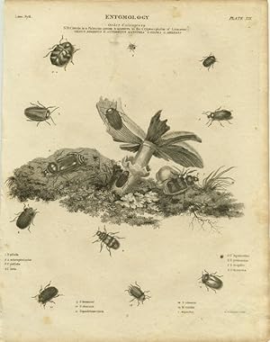 Seller image for Entomology. Order Coleoptera. NB Cistela is a Fabrieian genus & answers to the Cryptocephalus of Linnaeus. Genus Byrrhus G Anthrenus G Cistela G Silpha G Melyris. for sale by old imprints ABAA/ILAB