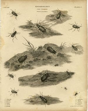 Entomology. Order Coleoptera. Genus Cicindela.: BEETLE) Hay, W. H. (sculp).