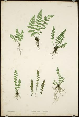 Seller image for A. Woodsia ilvensis. B. W. alpina. for sale by old imprints ABAA/ILAB