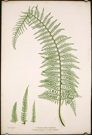 Seller image for A. Polystichum angulare subtripinnatum. B. .tripinnatum. C. .proliferum. for sale by old imprints ABAA/ILAB