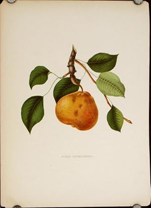 Poire Devergnies.