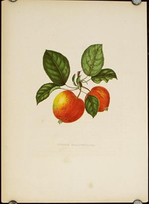 Pomme Marguerite.