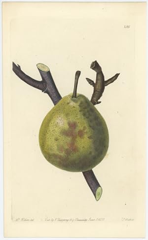 The Winter Nelis Pear.