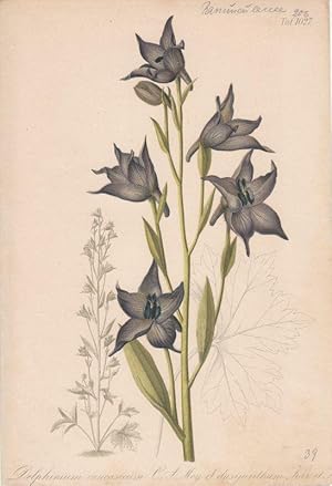 Delphinium caucasicum C. A. Mey d. dasijanthum Kar. et . Chromolithographie Taf. 1027 aus Gartenf...