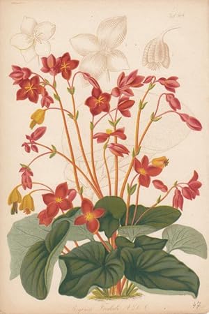 Begonia Froebeli. Chromolithographie Taf. 864 aus Gartenflora. Zeitschrift für Garten- und Blumen...