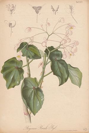 Begonia Boezli Rgl. Chromolithographie Taf. 871 aus Gartenflora. Zeitschrift für Garten- und Blum...