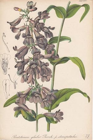 Pentstemon glaber Pursh. (beta) stenopetalus. Chromolithographie Taf. 821 aus Gartenflora. Zeitsc...