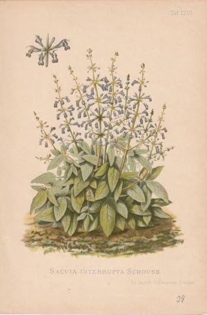 Salvia interrupta Schousb. Chromolithographie Taf. 1210 aus Gartenflora. Zeitschrift für Garten- ...