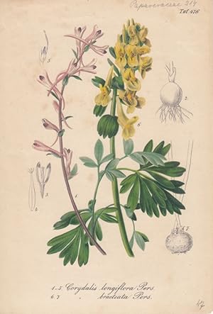 1.-5. Corydalis longiflora Pers. 6.7 Corydalis bracteata Pers. Chromolithographie Taf. 476 aus Ga...