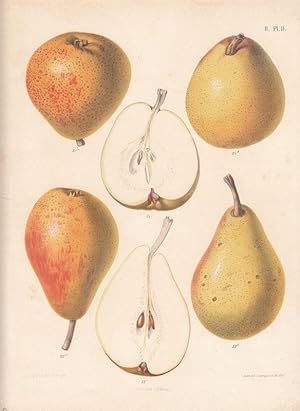 Pyrus communis Beurré de Mérode + Bonne Louise d'Avranches. Chromolithographie von G. Severeyn na...