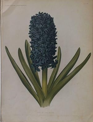 Hyacinthus King of the blues Lithographie nach A. Goossens aus Florilegium Harlemense.