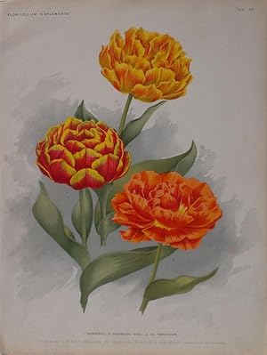 Tulipa. 1. Tourenesol. 2. Tournesol Geel. 3. el Toreador. Lithographie nach A. Goossens aus Flori...