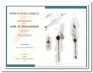 Morphologisches Jahrbuch - (Eine Zeitschrift für Anatomie und Entwicklungsgeschichte) - 11. Band ...