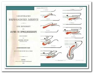 Morphologisches Jahrbuch - (Eine Zeitschrift für Anatomie und Entwicklungsgeschichte) - 41. Band ...