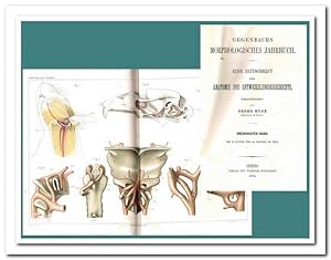 Gegenbaurs Morphologisches Jahrbuch - (Eine Zeitschrift für Anatomie und Entwicklungsgeschichte) ...
