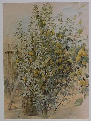 Bild des Verkufers fr Birnbaum mit Frchten in einem Garten. zum Verkauf von Antiquariat Martin Barbian & Grund GbR
