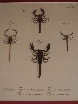 Skorpio australasiae / americanus / dentatus / maurus. Handkolorierter Kupferstich. Ein Bild dies...
