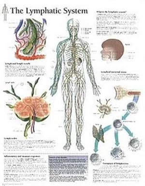 Seller image for Lymphatic System Chart for sale by AussieBookSeller