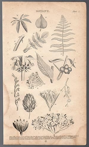 An Original 1821 Botanical Engraving of Various Plants from the British Encyclopedia : or Diction...