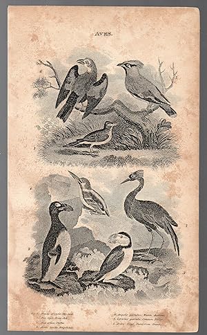 An Original 1821 Natural History Engraving of Various Birds from the British Encyclopedia : or Di...
