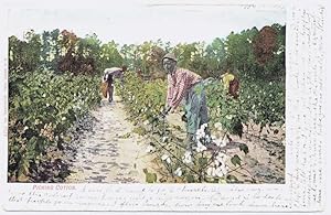 Vintage Postcard - 'Picking Cotton', early 20th C.